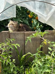 Chambre à louer dans maison à la campagne de Virazeil