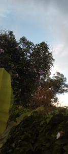 Casa de Campo Mel Jatai