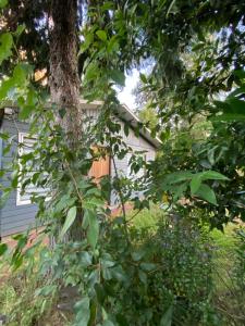 Cabaña Cunco Los Alamos a 300 metros del Centro