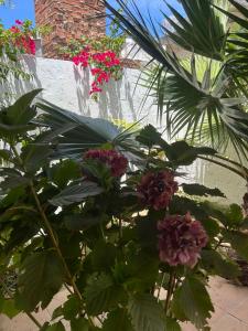 Alquiler Casa en La Paloma