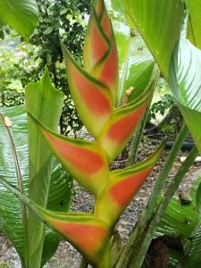 The Carao Caribbean Harmony