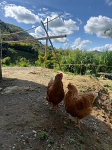 Mundo mágico glamping