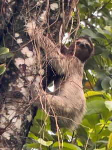 Bocas Sunset Beach House