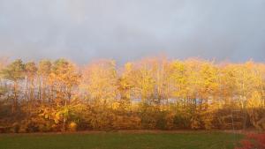 Garden Apartment Morpeth- with lockable bike storage!