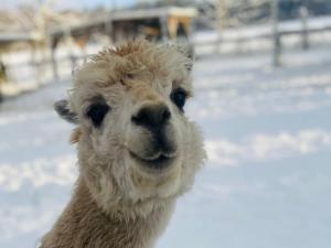 AlpaCasa