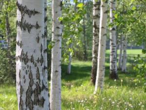 Holiday Home Peltotupa by Interhome