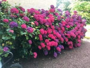 Eco-Gîte en Brocéliande