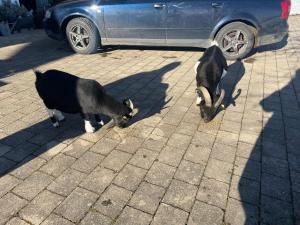 Ferienwohnung Cilli