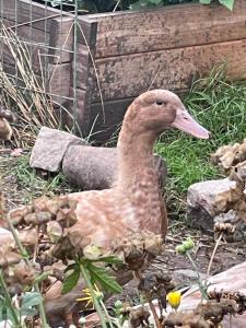 Råådalen Gård & Trädgård