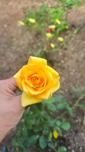 Apartment with its own 100-inch cinema