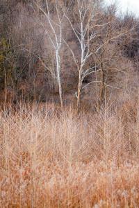 Cedar Wrapped Cozy Villa Cabin - 4 miles from Trails