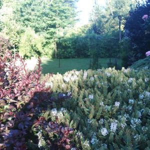 Cabañas Pétalos Villarrica Bungalows 2 personas