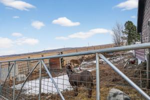 Rustic Shadows cabin