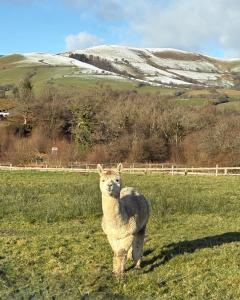 Alpaca cabin-mountain view-hot tub-rural retreat