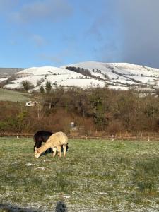 Alpaca cabin-mountain view-hot tub-rural retreat