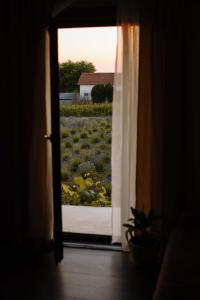 Lavender farm Zarić