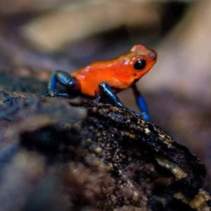 Iki Room with Jacuzzy