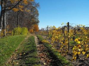 The Wildflower - Wooded Seneca Lake View Hideaway - Walk to Winery & Brewery - Hot Tub - Pets OK