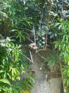 Casa maravilhosa Olinda