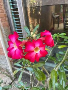 Casa maravilhosa Olinda