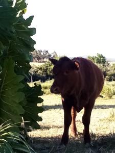 Entre Las Sierras y El Mar