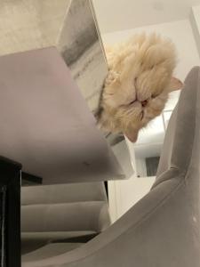 Spacious Modern Home & Garden Perfect for Families