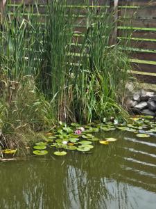 У баби Христі