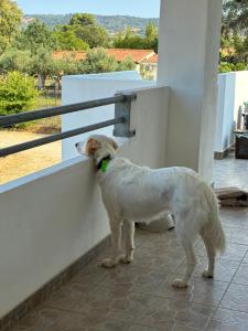 Villa Fungardi img23