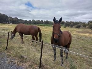 Retro house near Grampians with office,Wifi,Netflix