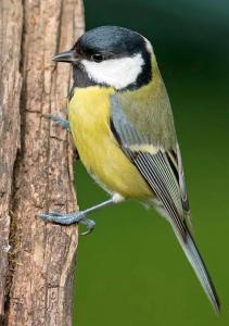 La Cinciallegra - Locazione Turistica