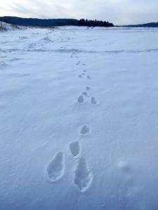 Przewietrzona Głowa