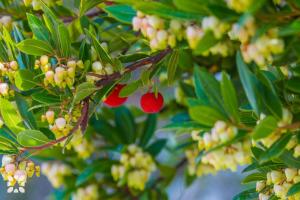 Villa Mango by Abahana Villas