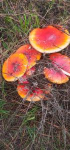 Barbers Trail Lodge - Modern Comfort, Wild Beauty