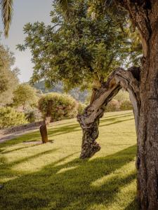 Villa Can Nikita Ibiza Unique Authenticity A soulful Ibizan retreatnature and luxury embrace