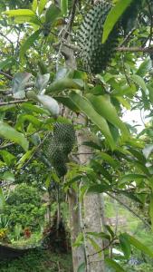 H301 Luna Apto Quinta Divina Providencia