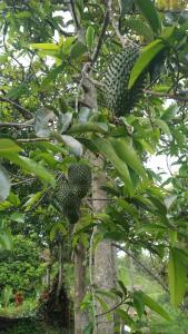 H301 Luna Apto Quinta Divina Providencia