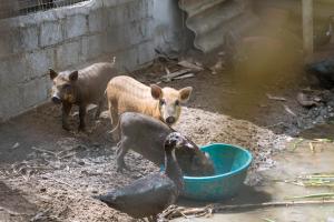 Homestay Hoàng Long