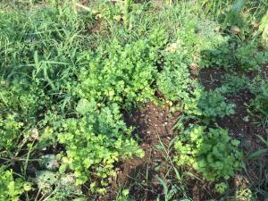 Strawberry Villa - Vacation STAY 17855