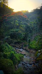Jungle River Heaven Ella
