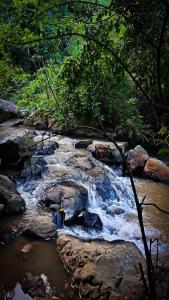 Jungle River Heaven Ella