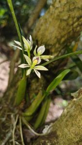 Casa Monstera Monteverde