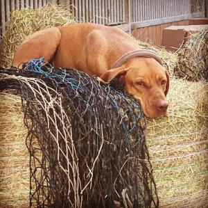 Exklusive Wohnung auf idyllischem Reiterhof