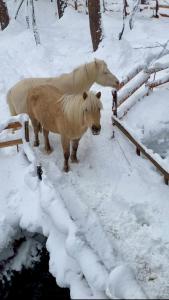 馬舍楓 Umaya Kaede