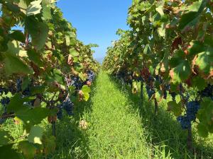 Lumbarda Unfiltered - Kitchen, Wine and Hideaway