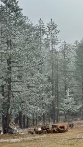 Planinska Brvnara Zlatni Bor