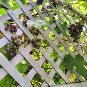 Artist house with garden sauna
