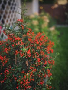 Domek GORCZAŃSKA KOLIBA w Gorcach