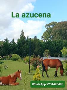 Complejo las azucenas