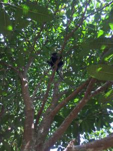 The Pineapple House Unawatuna