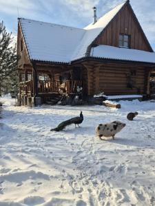 Drevenica pod vŕbami s farmou a zvieratami